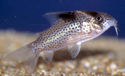 CORYDORAS MELANISTUS